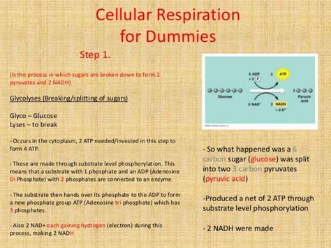 cellular respiration for dummies.